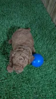 Little Honey Boy 1, a male Poodle - Miniature  for sale in Halfway, MO – 4 of 5