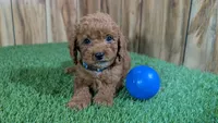 Lilac Boy 3, a male Poodle - Miniature  for sale in Halfway, MO – Photo 2 of 5