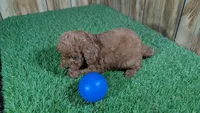 Lilac Boy 3, a male Poodle - Miniature  for sale in Halfway, MO – Photo 4 of 5