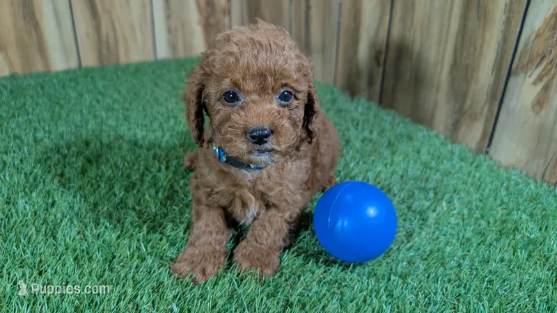 Lilac Boy 3 – Poodle - Miniature  puppy for sale in Halfway, MO