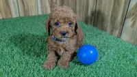 Lilac Boy 3, a male Poodle - Miniature  for sale in Halfway, MO – Photo 1 of 5