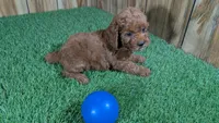 Lilac Boy 3, a male Poodle - Miniature  for sale in Halfway, MO – Photo 5 of 5