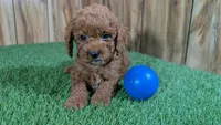 Lilac Boy 3, a male Poodle - Miniature  for sale in Halfway, MO – Photo 3 of 5