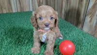 Lyla Girl 2, a female Cavapoo for sale in Halfway, MO – 3 of 5