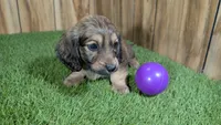 Raleigh Girl 1, a female Miniature Dachshund for sale in Halfway, MO – 3 of 6