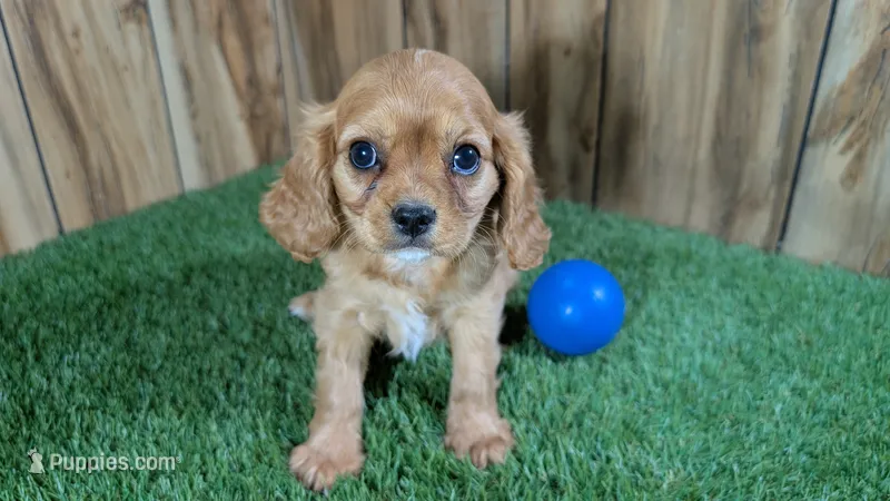 Diamond Boy 1 – Cavalier King Charles Spaniel puppy for sale in Halfway, MO