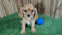 Diamond Boy 1, a male Cavalier King Charles Spaniel for sale in Halfway, MO – 1 of 4