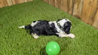 Beth boy 3, a male Cavalier King Charles Spaniel for sale in Halfway, MO – 3 of 5