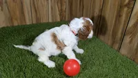 LaRae Girl 1, a male Cavapoo for sale in Halfway, MO – 3 of 4