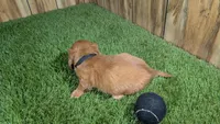 Tilly Boy 1, a male Miniature Dachshund for sale in Halfway, MO – 4 of 5