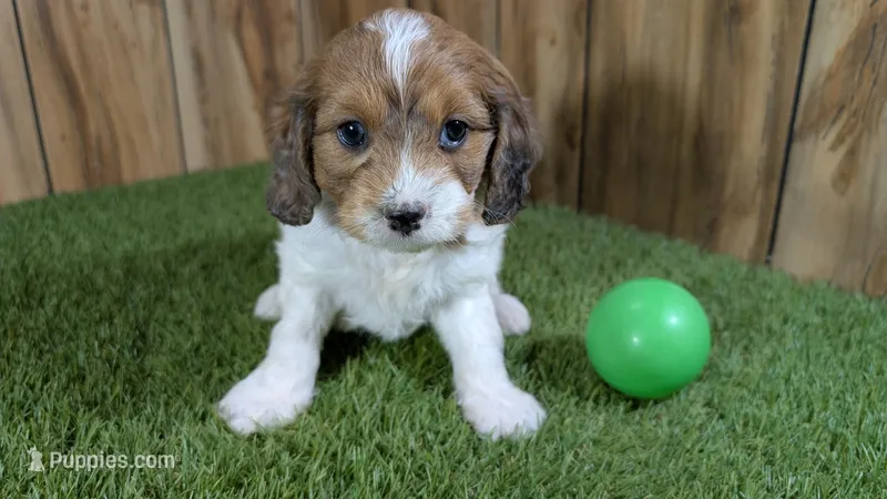 Gabby Boy 3 – Cavapoo puppy for sale in Halfway, MO