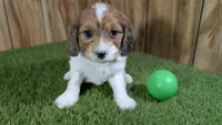 Gabby Boy 3, a male Cavapoo for sale in Halfway, MO – 1 of 4
