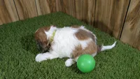 Gabby Boy 3, a male Cavapoo for sale in Halfway, MO – 4 of 4