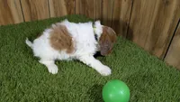 Gabby Boy 3, a male Cavapoo for sale in Halfway, MO – 3 of 4