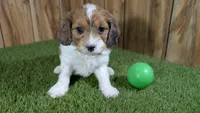 Gabby Boy 3, a male Cavapoo for sale in Halfway, MO – 2 of 4
