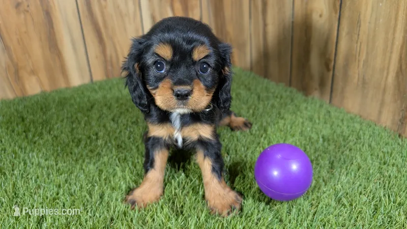 Donut Girl 1 – Cavalier King Charles Spaniel puppy for sale in Halfway, MO