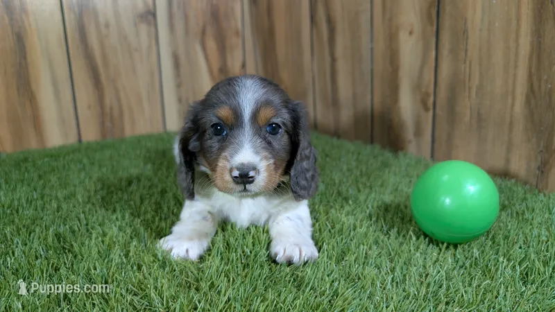 Pansy Boy 1 – Miniature Dachshund puppy for sale in Halfway, MO