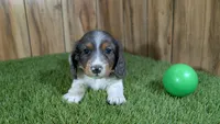 Pansy Boy 1, a male Miniature Dachshund for sale in Halfway, MO – 1 of 5