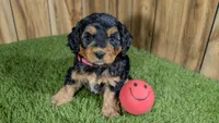 Honey Girl 3, a female Cavapoo for sale in Halfway, MO – 2 of 5
