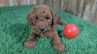 Little Honey Girl 2, a female Poodle - Miniature  for sale in Halfway, MO – 2 of 5