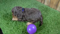 Honey Girl 2, a female Cavapoo for sale in Halfway, MO – 5 of 5