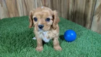 Mattie Boy 1, a male Cavalier King Charles Spaniel for sale in Halfway, MO – 3 of 6