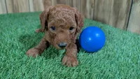 Honeycomb Boy 4, a male Poodle - Miniature  for sale in Halfway, MO – 3 of 4