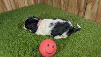 Pansy Girl 1, a female Miniature Dachshund for sale in Halfway, MO – 4 of 4