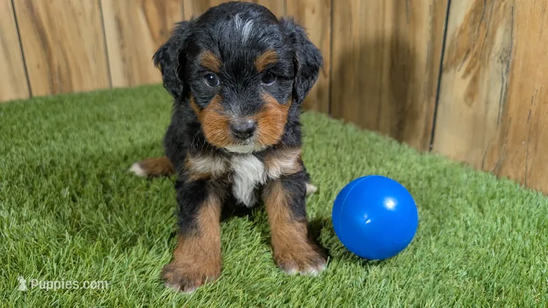 Sunset Boy 2 – Miniature Aussiedoodle puppy for sale in Halfway, MO