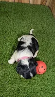 Hannah Girl 2, a female Cavalier King Charles Spaniel for sale in Halfway, MO – 2 of 6
