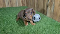 Tilly Boy 2, a male Miniature Dachshund for sale in Halfway, MO – 5 of 5