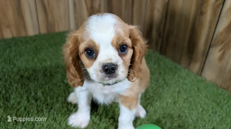 Missy Boy 1 – Cavalier King Charles Spaniel puppy for sale in Halfway, MO