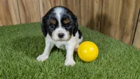 Missy Girl 1, a female Cavalier King Charles Spaniel for sale in Halfway, MO – 2 of 5