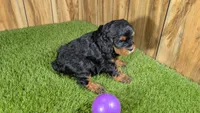 Honey Girl 5, a female Cavapoo for sale in Halfway, MO – 5 of 5