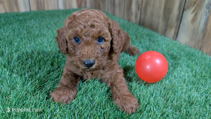 Little Honey Girl 2 – Poodle - Miniature  puppy for sale in Halfway, MO