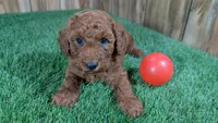 Little Honey Girl 2, a female Poodle - Miniature  for sale in Halfway, MO – 1 of 5