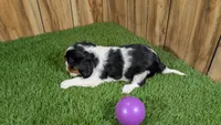 Paris Girl 1, a female Cavalier King Charles Spaniel for sale in Halfway, MO – Photo 5 of 5