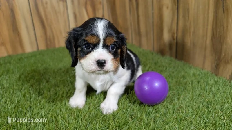Paris Girl 1 – Cavalier King Charles Spaniel puppy for sale in Halfway, MO