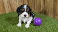 Paris Girl 1, a female Cavalier King Charles Spaniel for sale in Halfway, MO – Photo 1 of 5