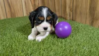 Paris Girl 1, a female Cavalier King Charles Spaniel for sale in Halfway, MO – Photo 3 of 5