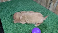 Mattie Girl 1, a female Cavalier King Charles Spaniel for sale in Halfway, MO – 5 of 5