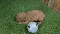 Baby Lisa Girl 2, a female Poodle - Miniature  for sale in Halfway, MO – 3 of 5
