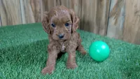 Sadie Boy 2, a male Cavapoo for sale in Halfway, MO – 3 of 5