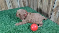 Harlow Girl 1, a female Cavapoo for sale in Halfway, MO – 4 of 5