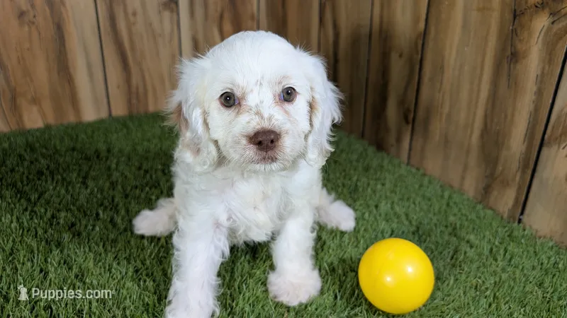 Lyla Girl 1 – Cavapoo puppy for sale in Halfway, MO