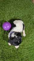 Boots Girl 2, a female Cavalier King Charles Spaniel for sale in Halfway, MO – 3 of 5