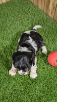 Bessie Girl 1, a male Cavalier King Charles Spaniel for sale in Halfway, MO – 5 of 5
