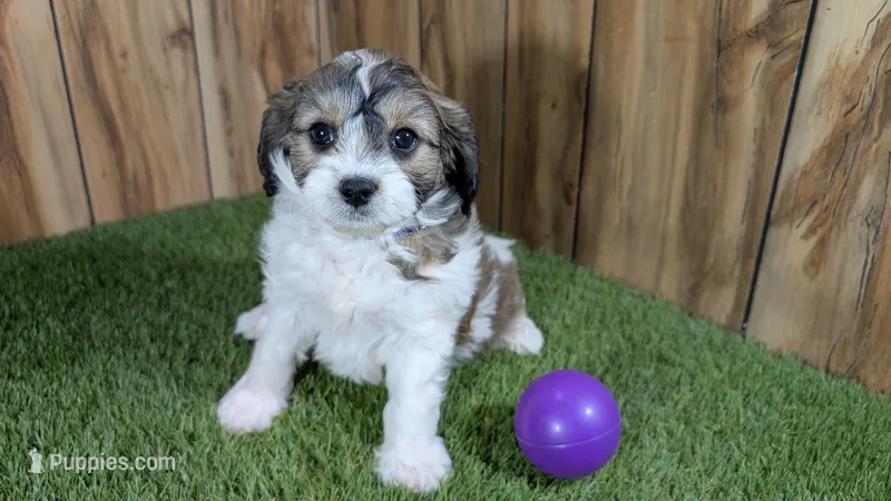 Gabby Girl 1 – Cavapoo puppy for sale in Halfway, MO