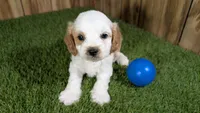 Lyla Boy 1, a male Cavapoo for sale in Halfway, MO – 2 of 5