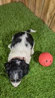Pansy Girl 1, a female Miniature Dachshund for sale in Halfway, MO – 2 of 4